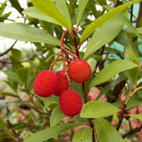 Erdbeerbaum